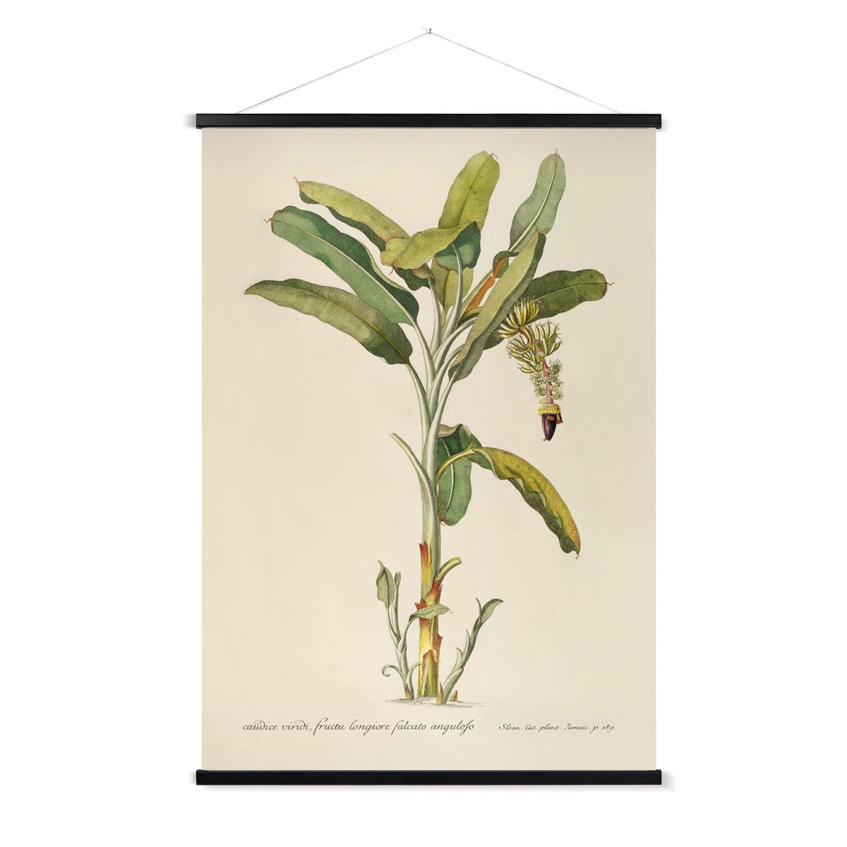 A vintage botanical study of a banana palm with a wooden hanger included.
A premium print + slimline wooden poster hanger with a discrete magnetic fastening to keep your prints perfectly secure. Hand-crafted from beautiful, solid wood, our picture hangers are ideal for displaying prints using a simple, contemporary design. When you want to update your style, simply change the print.
The Classic Palm 2 print features beige, green, tan, black, yellow, purple and red.
+ Free International Shipping.