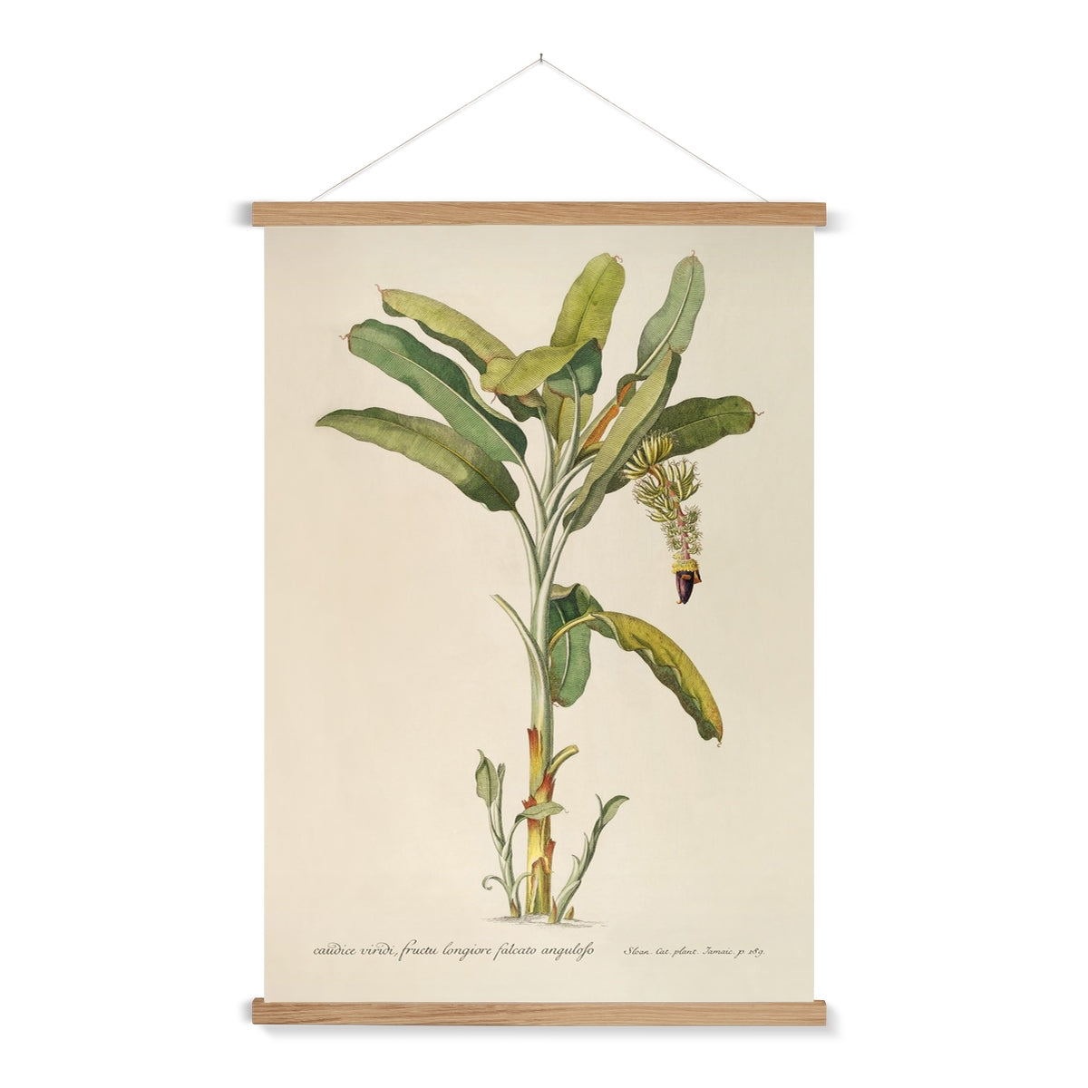 A vintage botanical study of a banana palm with a wooden hanger included.
A premium print + slimline wooden poster hanger with a discrete magnetic fastening to keep your prints perfectly secure. Hand-crafted from beautiful, solid wood, our picture hangers are ideal for displaying prints using a simple, contemporary design. When you want to update your style, simply change the print.
The Classic Palm 2 print features beige, green, tan, black, yellow, purple and red.
+ Free International Shipping.