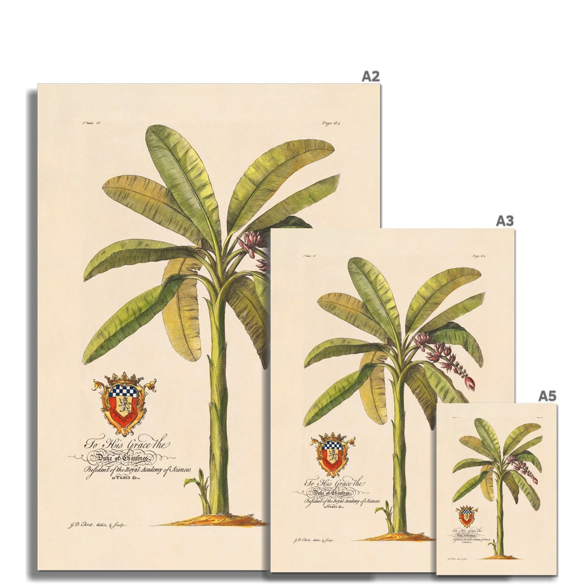 Royal Palm 1