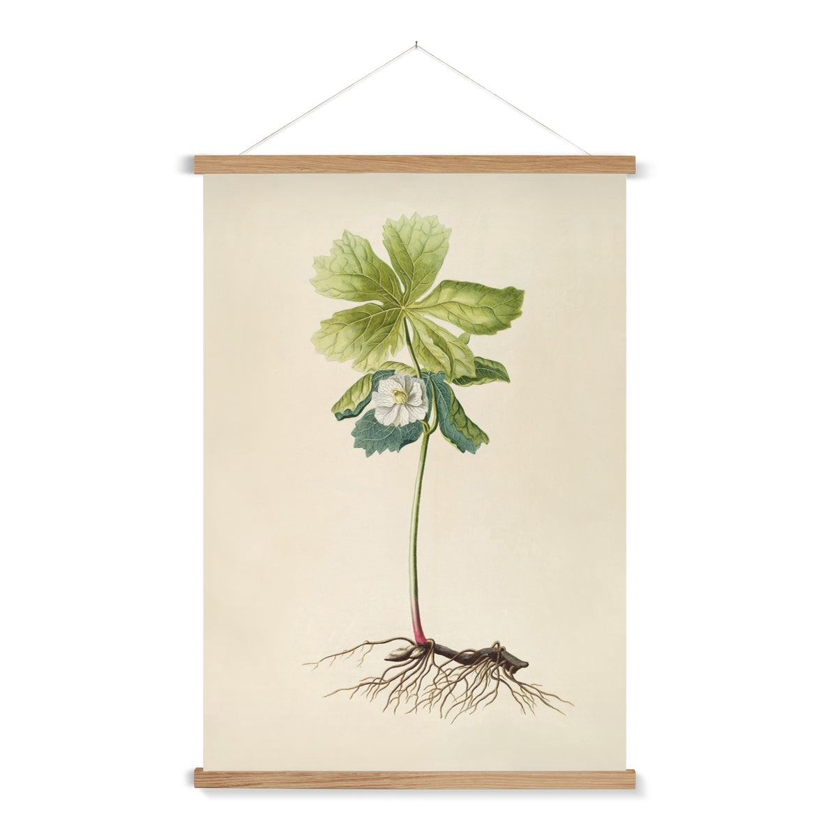 A ready to hang, beautifully detailed vintage illustration of a white flower on a long stalk with roots.
A premium print that comes ready to hang. Our slimline wooden poster hangers come with a discrete magnetic fastening to keep your prints perfectly secure. Hand-crafted from beautiful, solid wood, our picture hangers are ideal for displaying prints using a simple, contemporary design.
The Rooted Bloom print features green, white, brown, tan, pink, black and vintage cream.