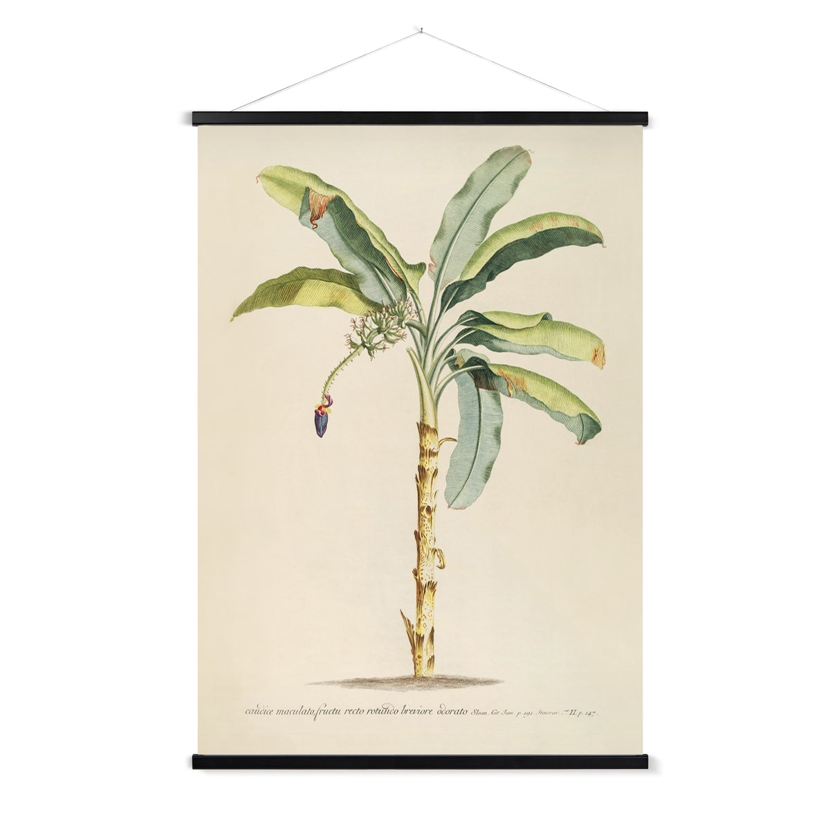 A vintage botanical study of a banana palm with a wooden hanger included.
A premium print + slimline wooden poster hanger with a discrete magnetic fastening to keep your prints perfectly secure. Hand-crafted from beautiful, solid wood, our picture hangers are ideal for displaying prints using a simple, contemporary design. When you want to update your style, simply change the print.
The Classic Palm 1 print features beige, green, tan, black, yellow, purple and red.
+ Free International Shipping.