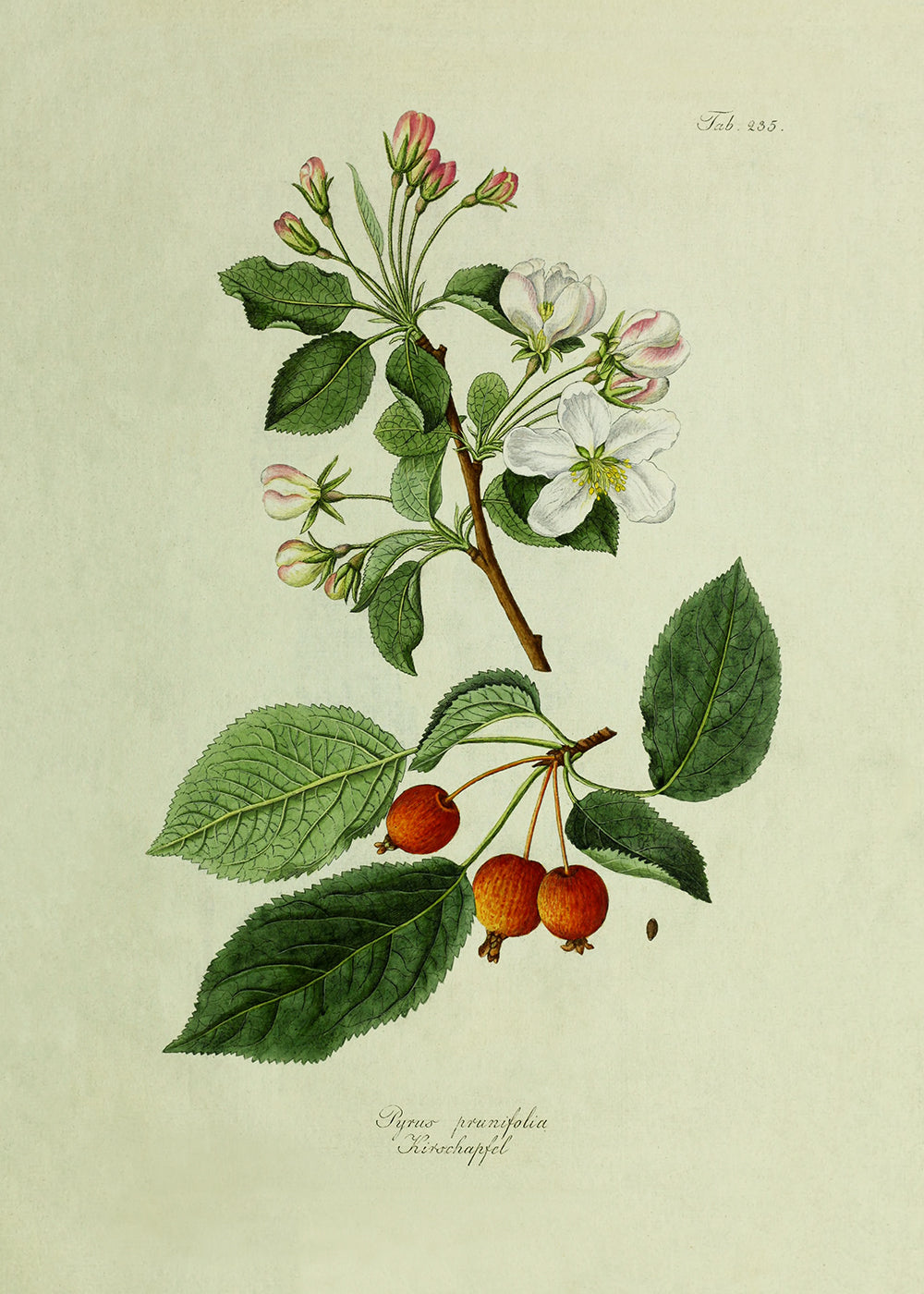 A charming antique fruit and blossom study. Part of a pair.
Featuring green, pink, white, blush, yellow, orange, brown, black and vintage cream.
A museum-quality fine art print with a lightly textured, matt finish, using giclée printing techniques that won't fade.