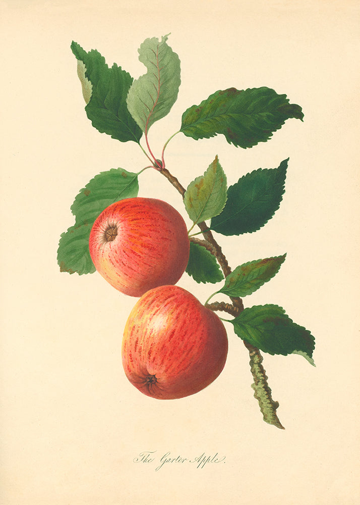 Apples 1
