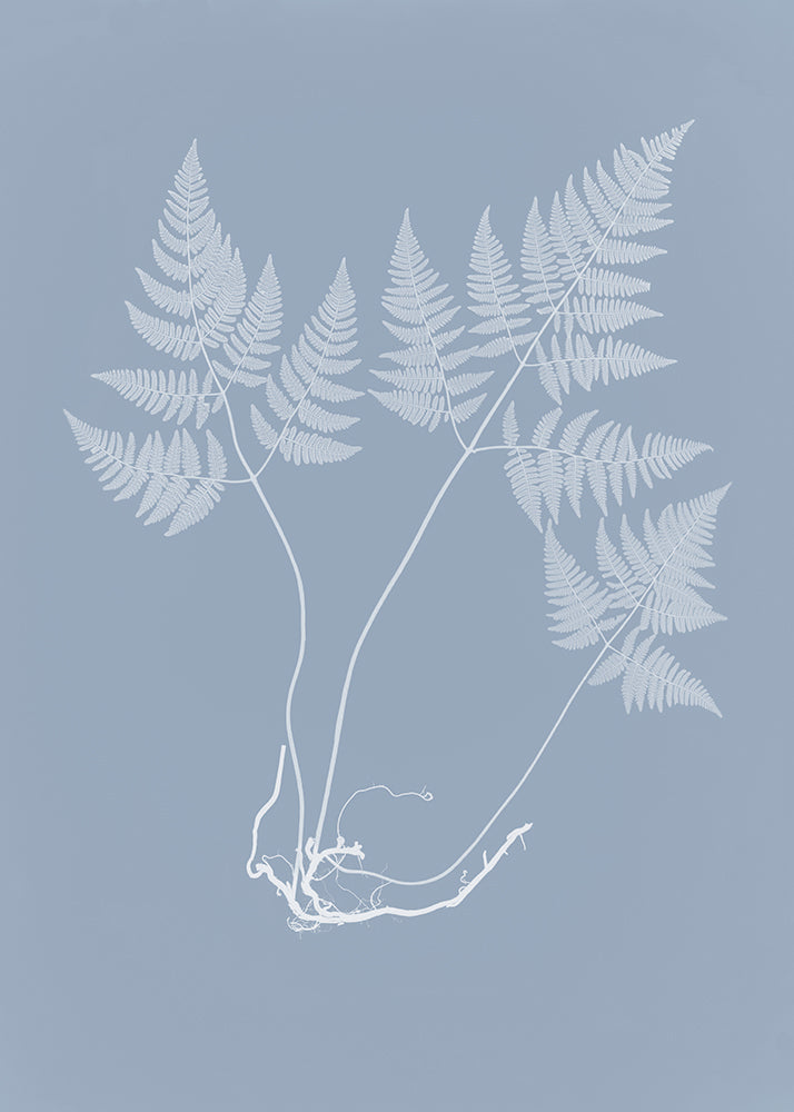 Fern in Blue 2