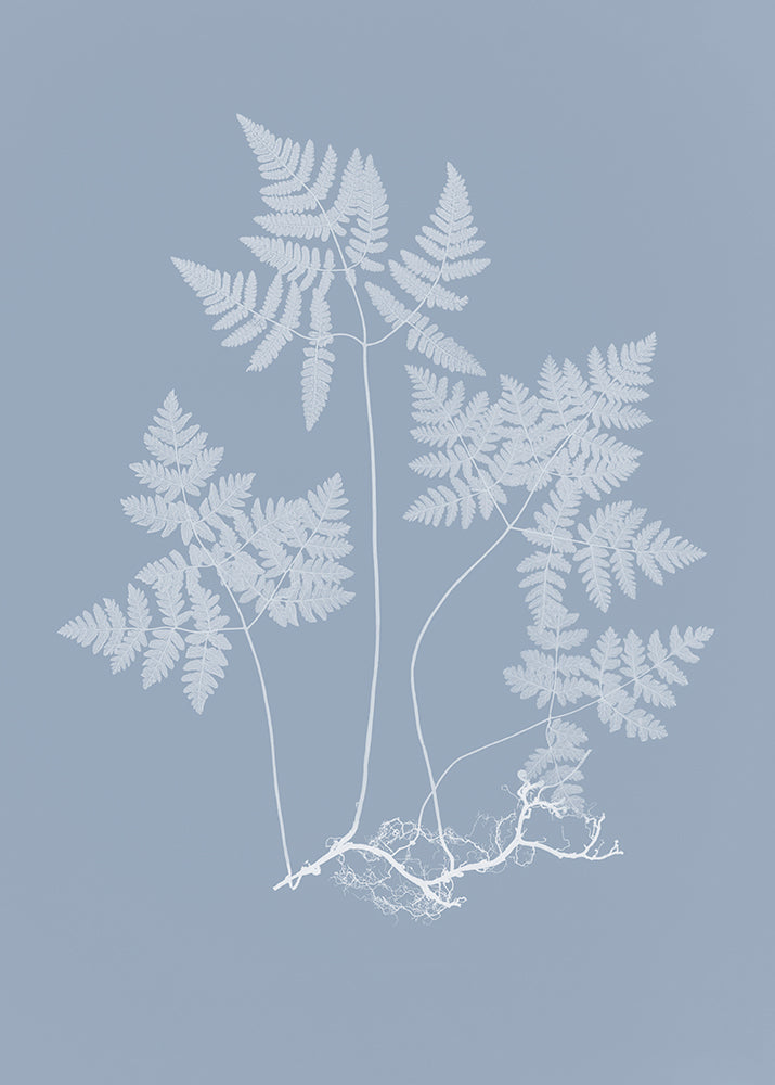 Fern in Blue 1