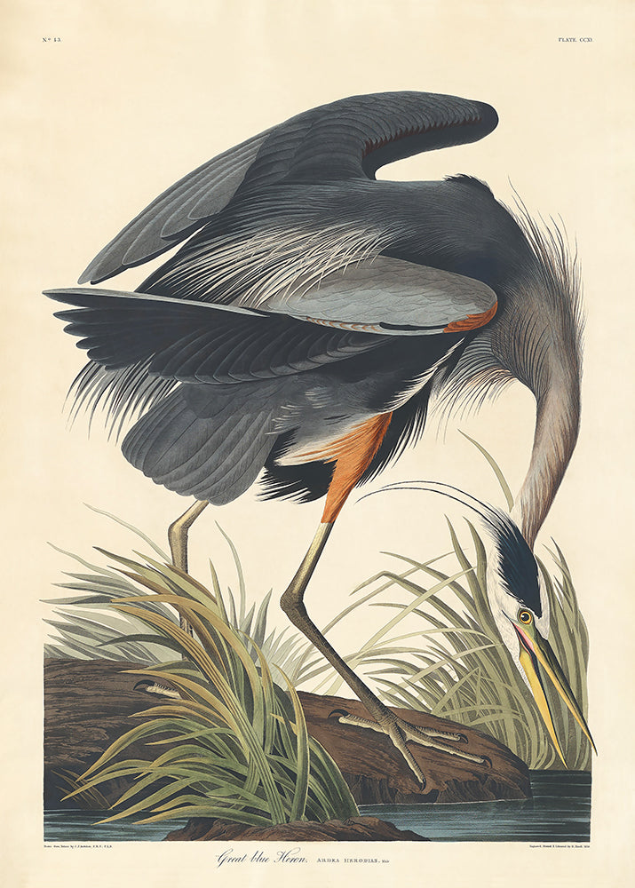 A vintage lithograph of a Blue Heron amongst the reeds.
Featuring vintage cream, tan, brown, green, shades of blue, steel blue, grey, blush, yellow & black.
A museum-quality fine art print with a lightly textured, matt finish, using giclée printing techniques that won't fade.