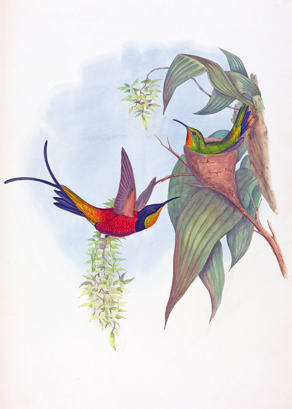 Bright Birds 1