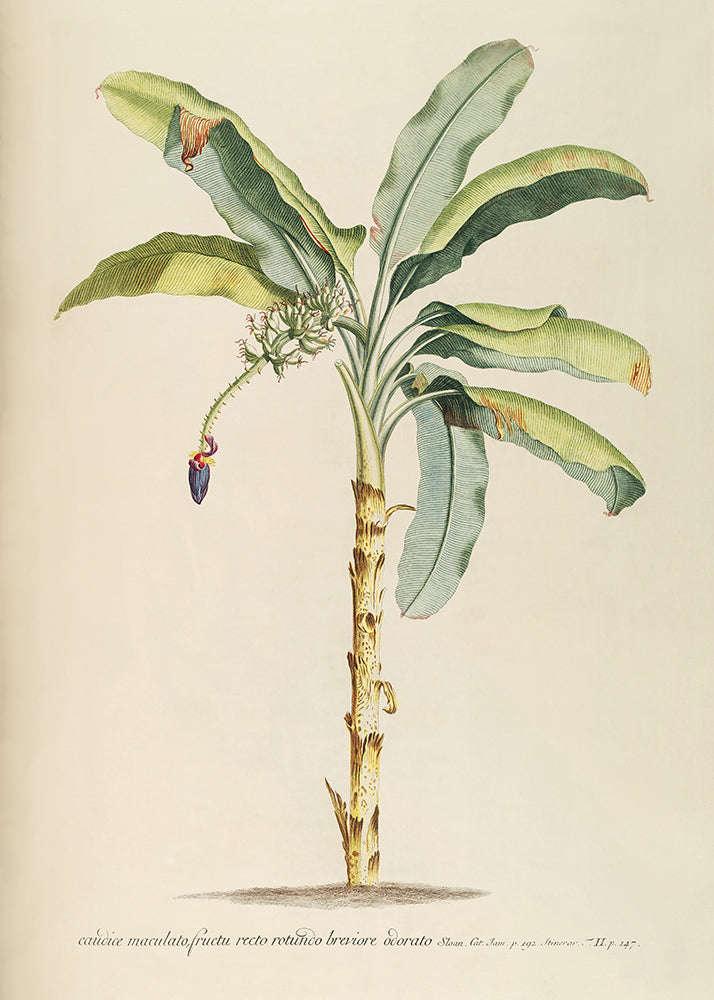 This vintage botanical study of a banana tree evokes a sense of nostalgia and timeless beauty. It would complement any interior design, whether it is modern, traditional, or eclectic. Particularly suited to Hamptons, Traditional, Colonial or Modern rustic interiors.
Featuring beige, green, tan, black, yellow, purple and red.
A museum-quality fine art print with a textured, matt finish, using giclée printing techniques that won't fade.