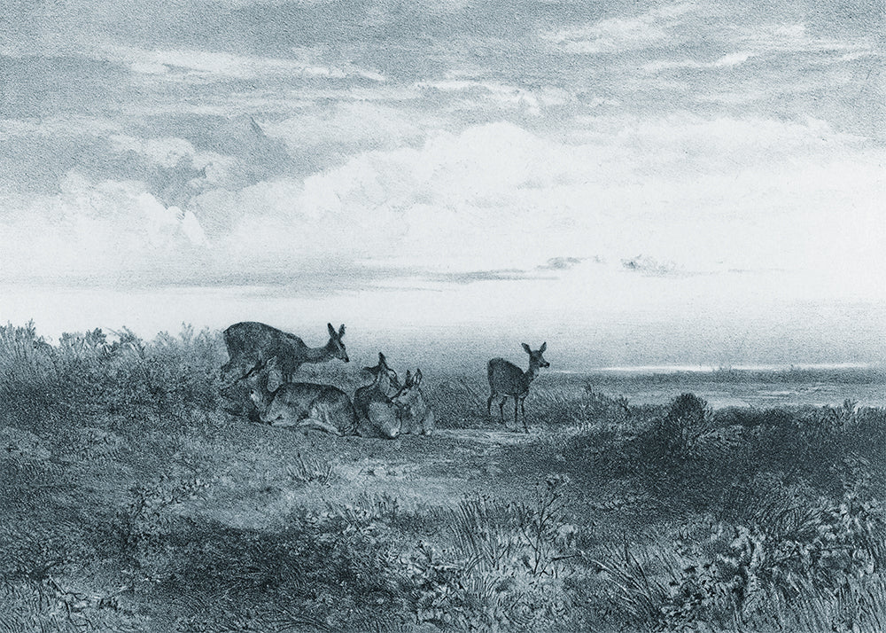 This exquisite wall mural showcases serene deer in a meadow, captured in a whimsical delicate pencil technique. Its playful charm makes it perfect for a child's bedroom.
Featuring tints and shades of blue.