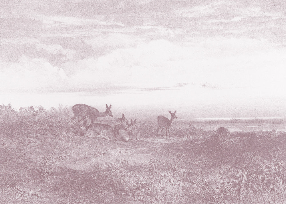 This exquisite wall mural showcases serene deer in a meadow, captured in a whimsical delicate pencil technique. Its playful charm makes it perfect for a child's bedroom.
Featuring soft washed out pinks