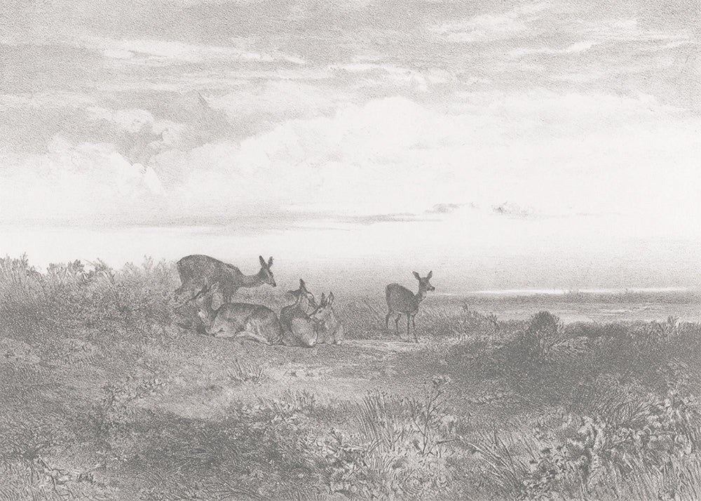 Deer – Grey Mist