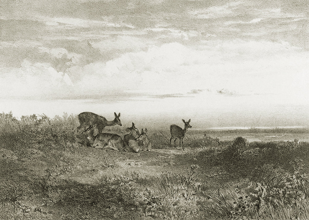 This exquisite wall mural showcases serene deer in a meadow, captured in a whimsical delicate pencil technique. Its playful charm makes it perfect for a child's bedroom.
Available in 5 colour ways.
Featuring shades of greige and ivory.