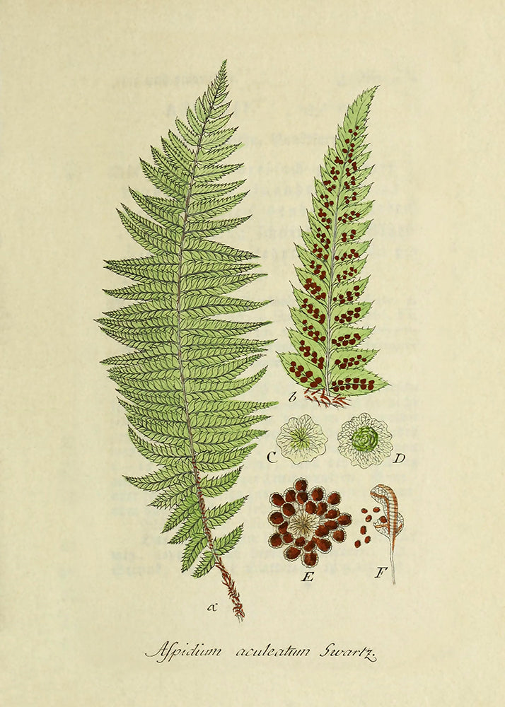 Vintage Ferns 2