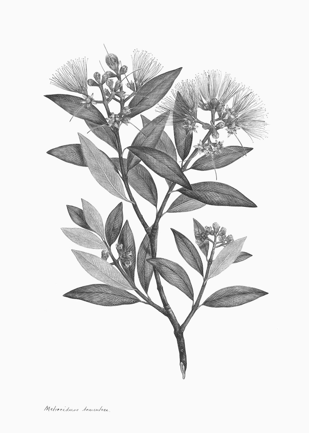 A delicate black and white lithograph of foliage. Part 1 in a series of 3, use on its own or with prints 2 or 3.
A museum-quality fine art print with a lightly textured, matt finish, using giclée printing techniques that won't fade.