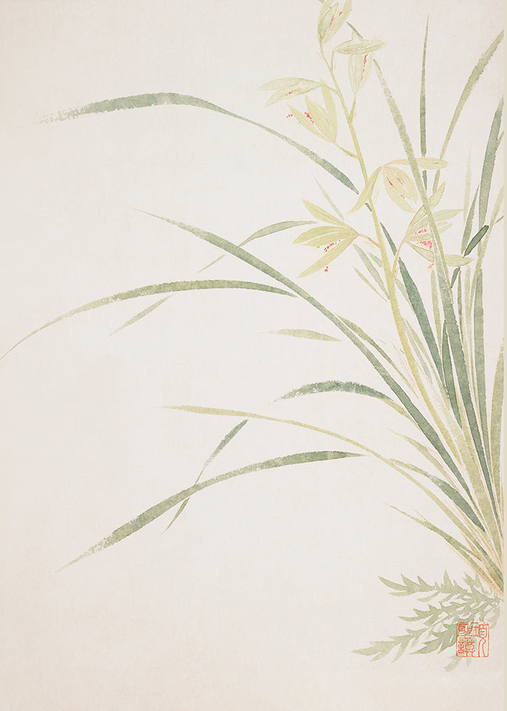 Japanese Orchid