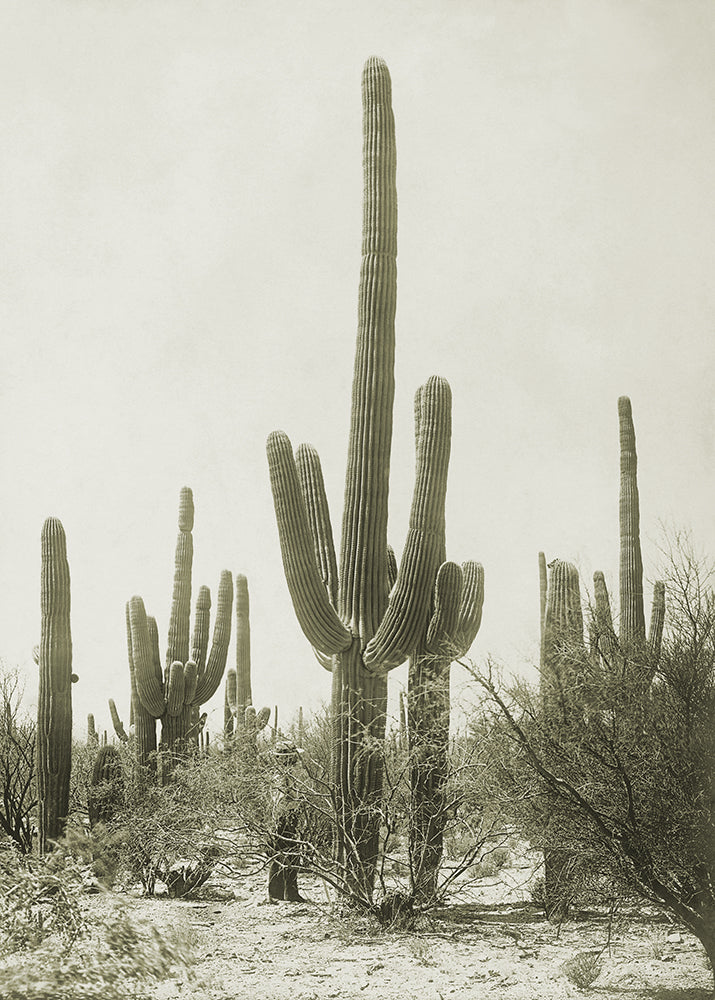 Joshua Tree