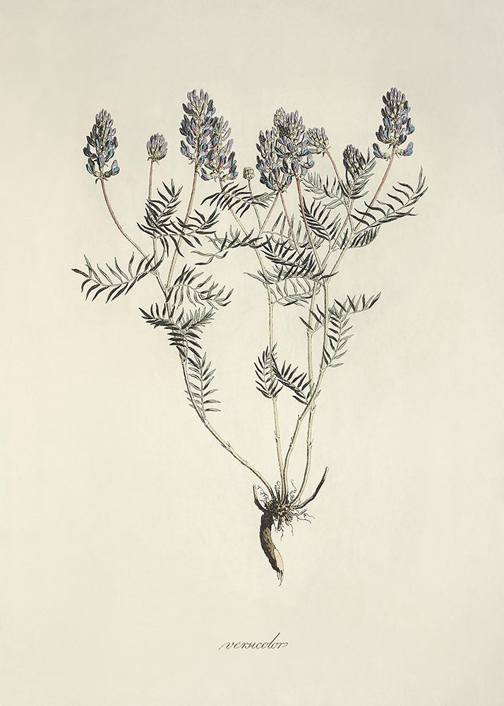 Lavendar 1
