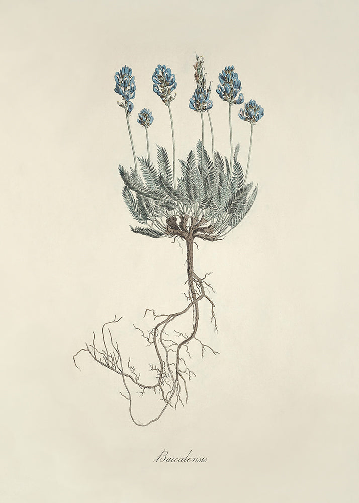 Lavendar 3