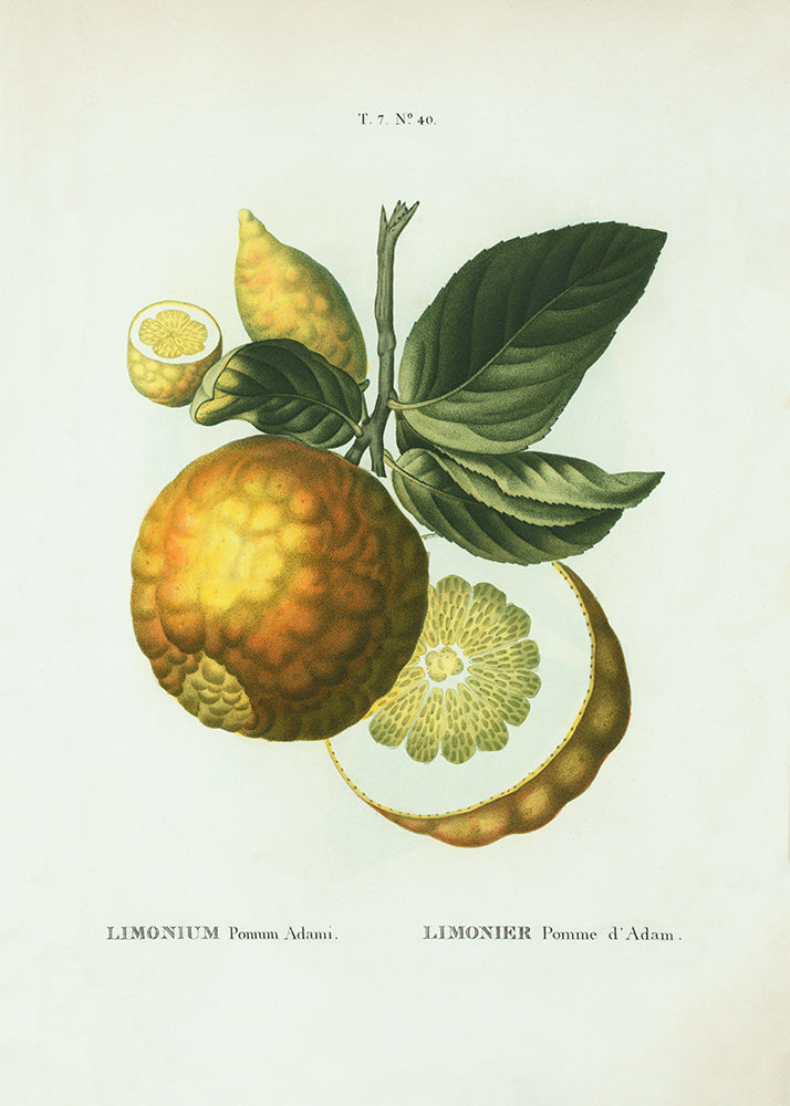 Lemons 1
