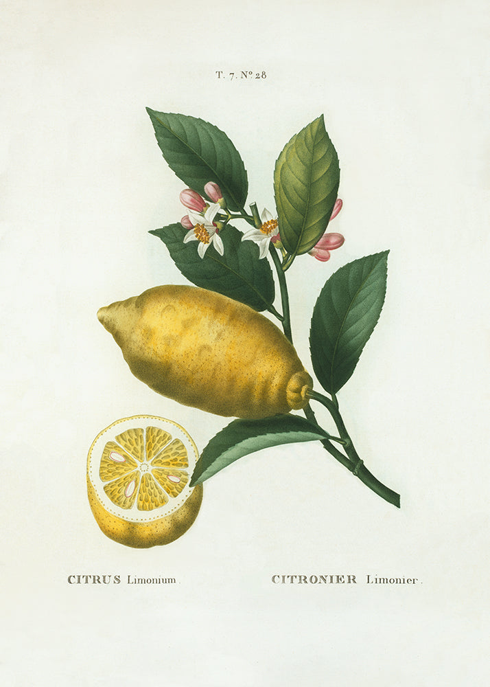 Lemons 2