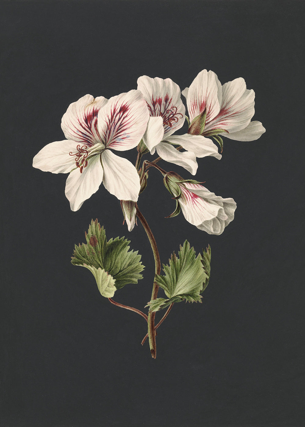 Lily