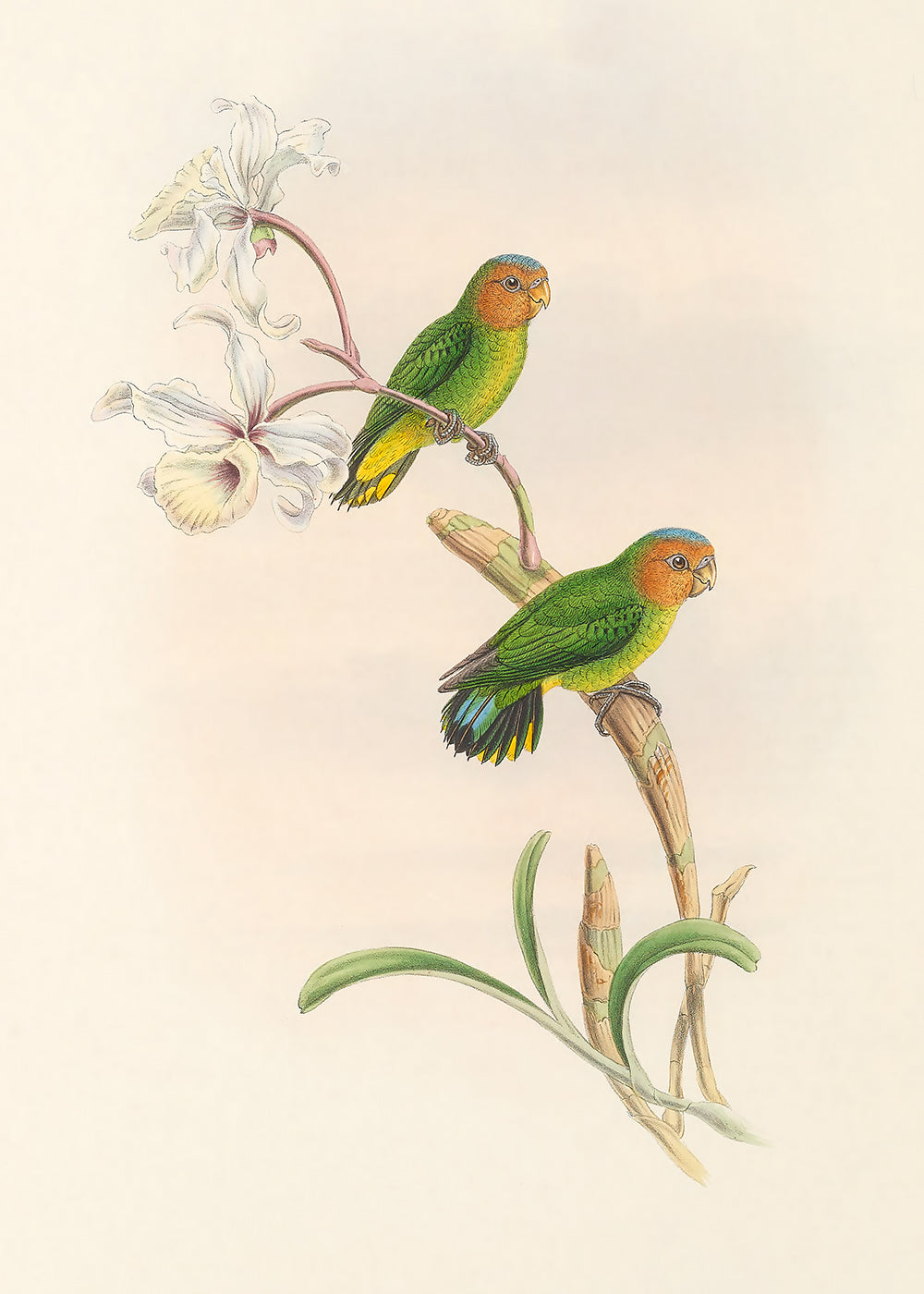 Little Bird Series 1