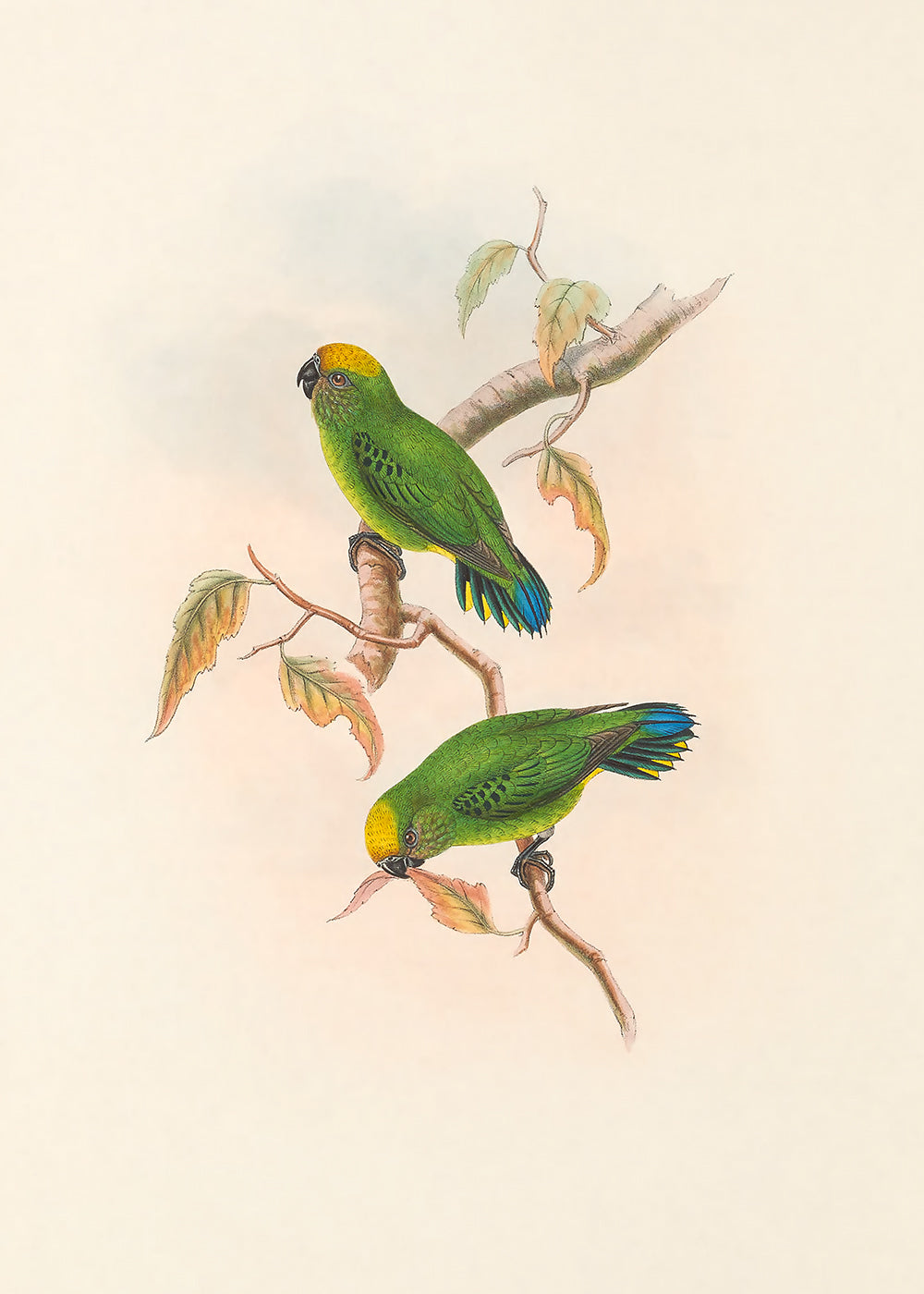 Little Bird Series 2