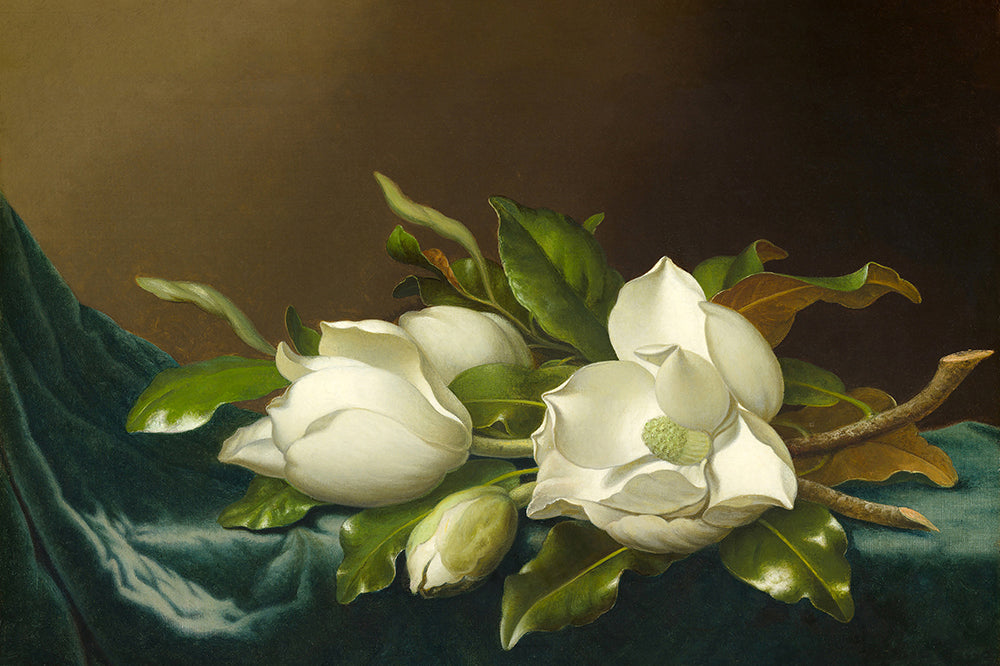 An exquisite painting of white Magnolia flowers resting on a luxurious blue velvet background. Add elegance and refinement to your space with this captivating print.
Featuring shades of green, brown, black, blue and white.
A museum-quality fine art print with a lightly textured, matt finish, using giclée printing techniques that won't fade.