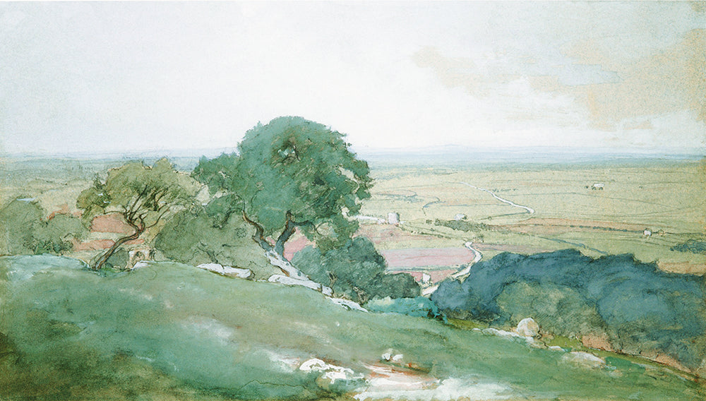 Olive Trees