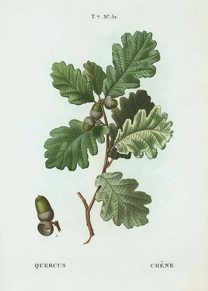 Oak Leaves 1