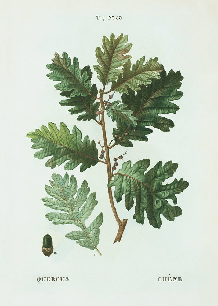 Oak Leaves 2