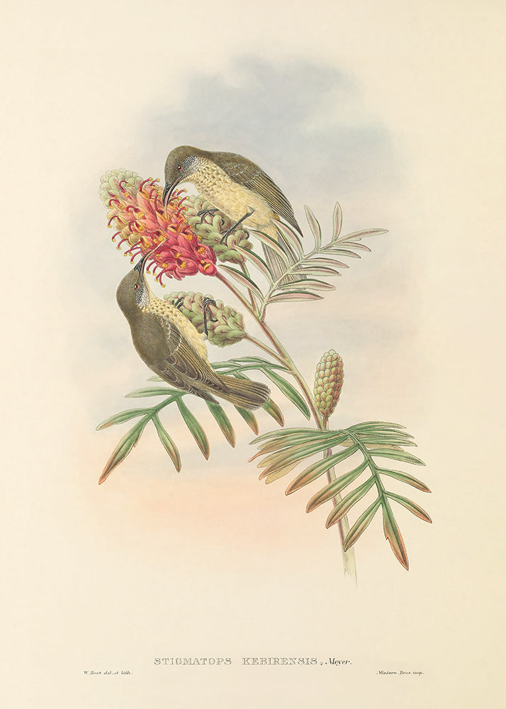 Olive Birds 1