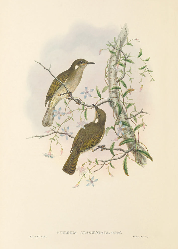 Olive Birds 2