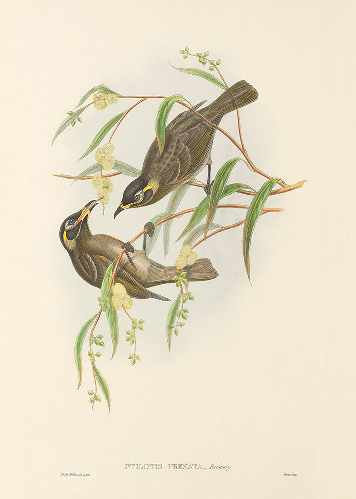 Olive Birds 3