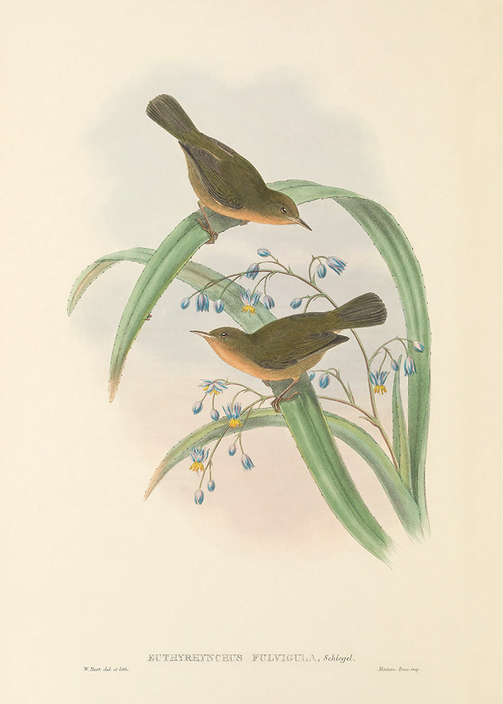 Olive Birds 4