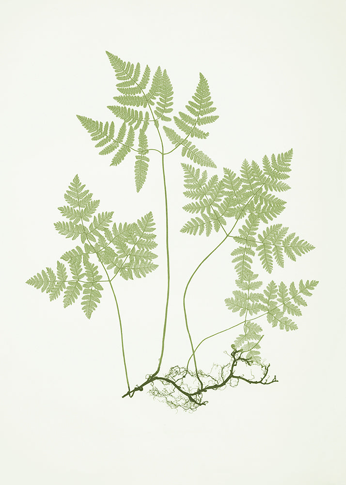 Olive Fern 1