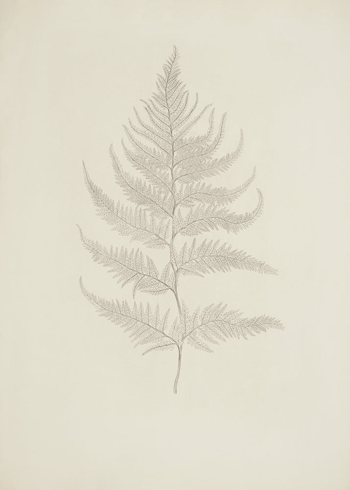 Pale Fern 1