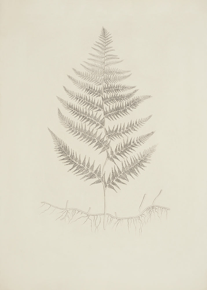 Pale Fern 2