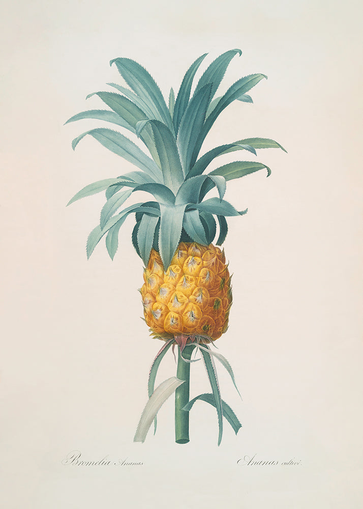 Pineapple