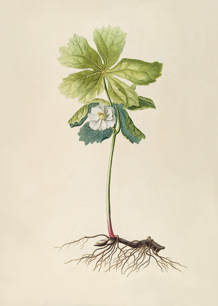Rooted Bloom