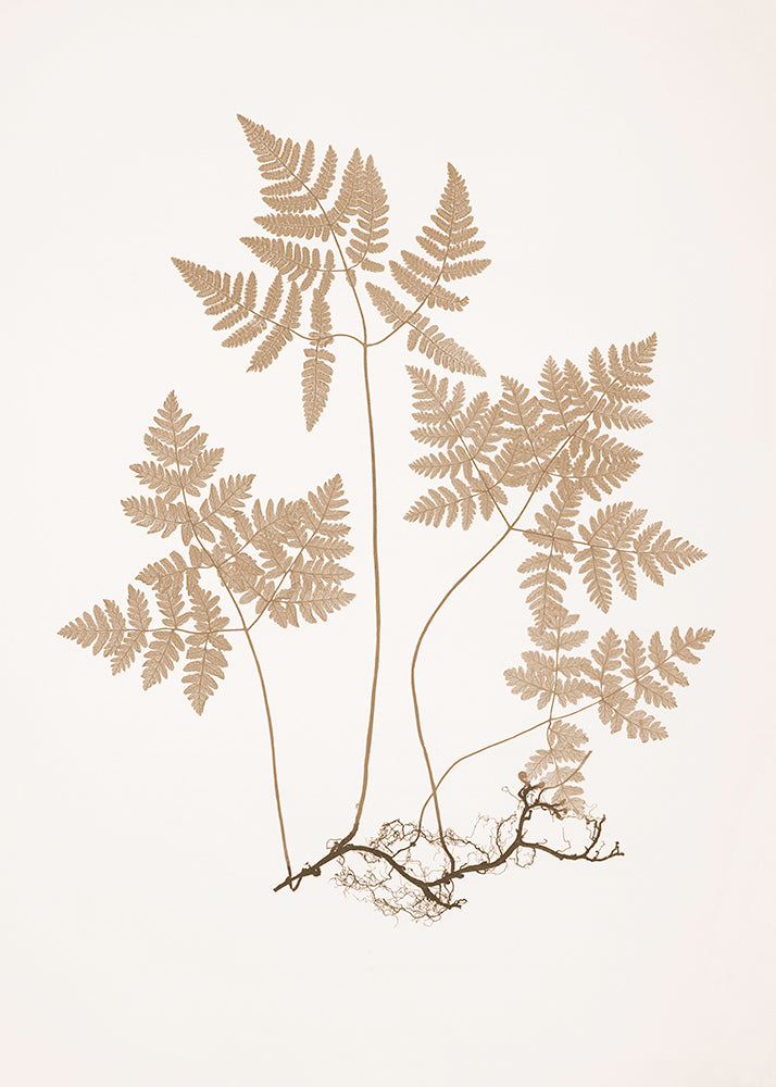 Mocha Fern 2