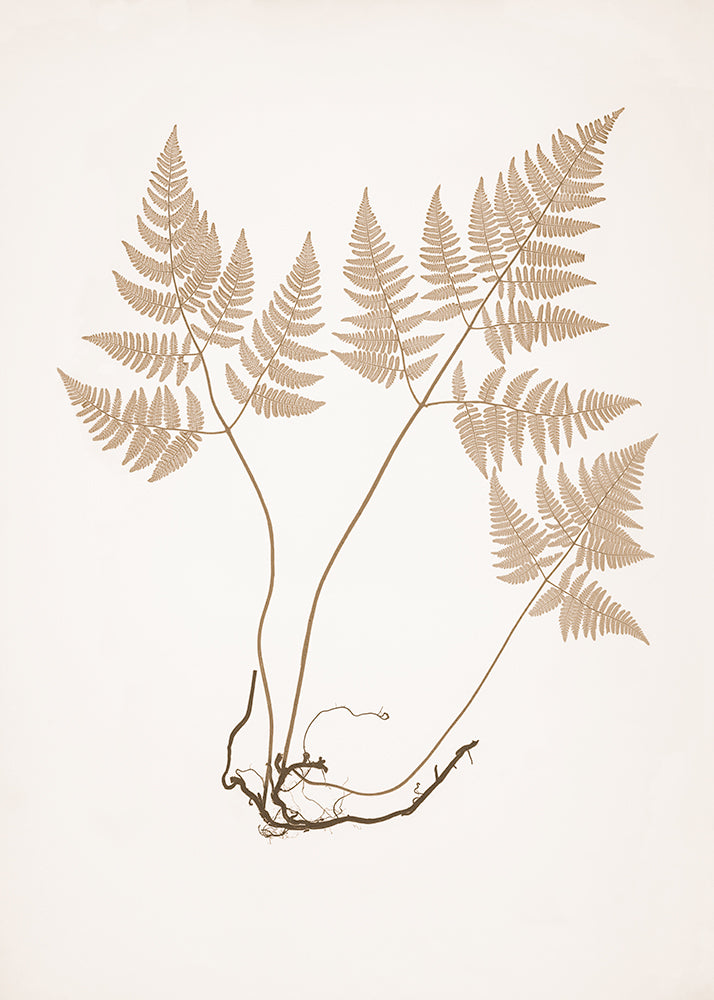 Mocha Fern 1