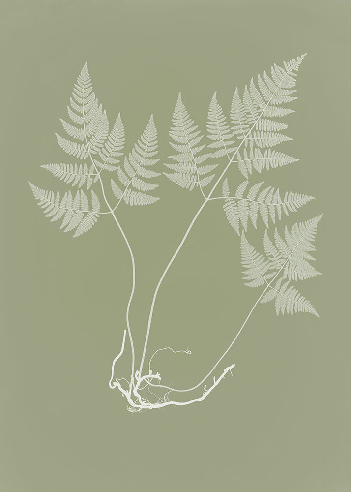 Eucalyptus Fern 2