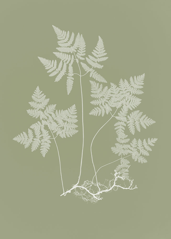 Eucalyptus Fern 1