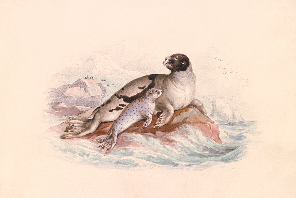 Seals 2