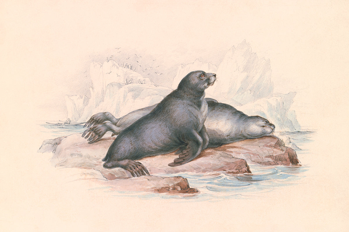 Seals 1
