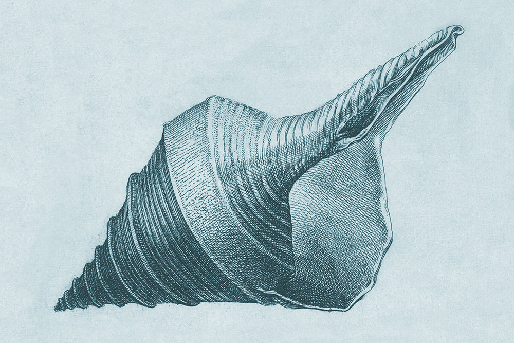 Shell Etching 1