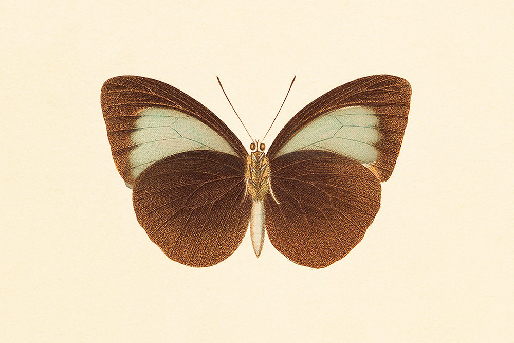 Blue Butterfly 2