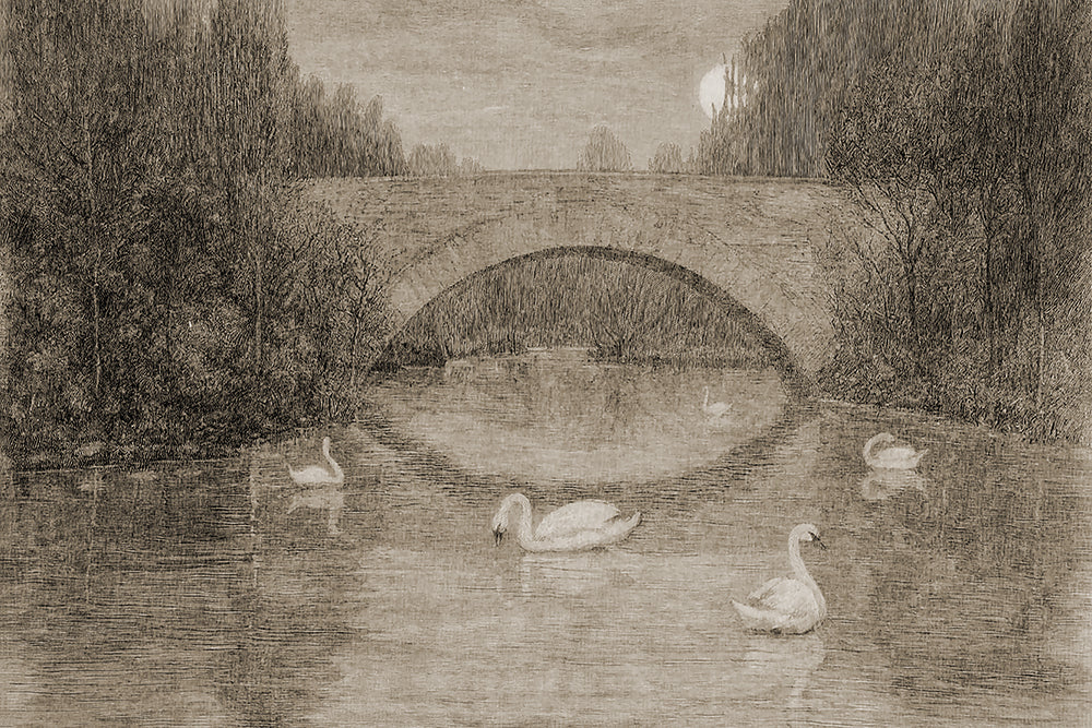 Swans