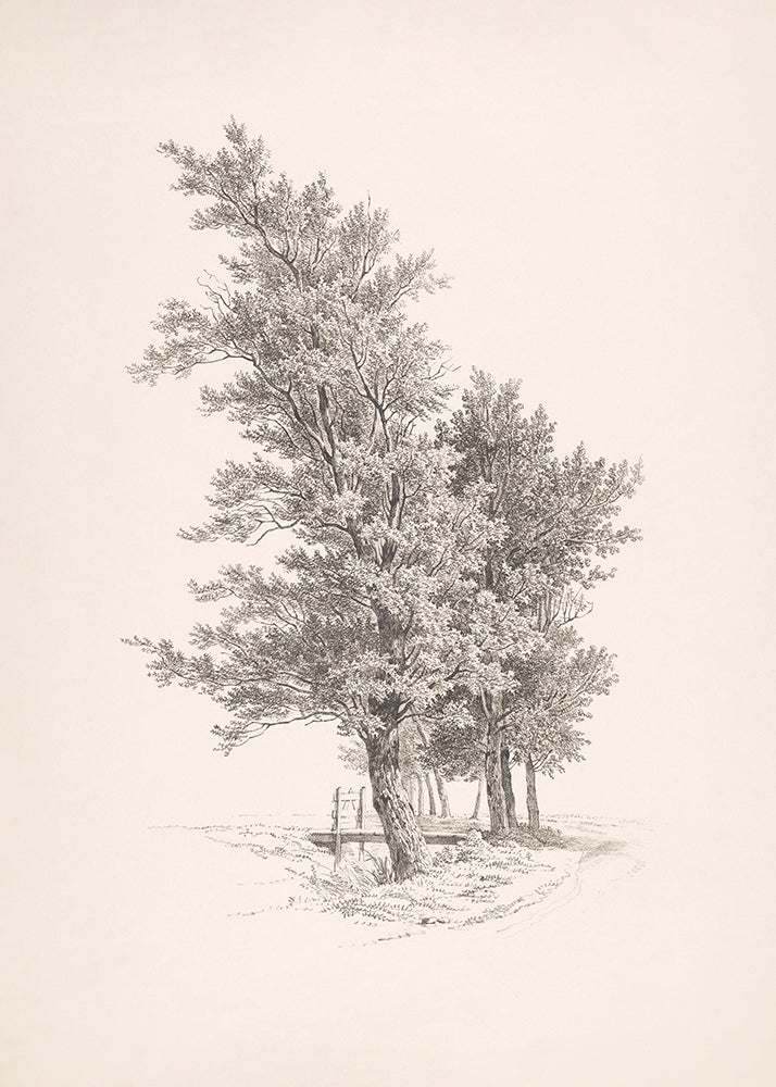 Tree Duet 2